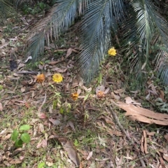 Xerochrysum bracteatum at Long Beach, NSW - 13 Jan 2023