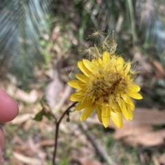 Xerochrysum bracteatum at Long Beach, NSW - 13 Jan 2023 11:33 AM