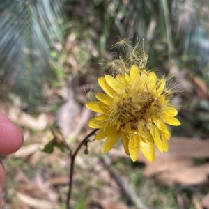 Xerochrysum bracteatum at Long Beach, NSW - 13 Jan 2023