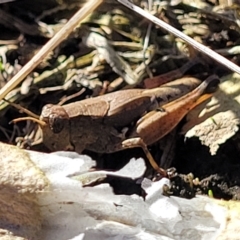 Phaulacridium vittatum (Wingless Grasshopper) at Mount Torrens, SA - 16 Apr 2023 by trevorpreston