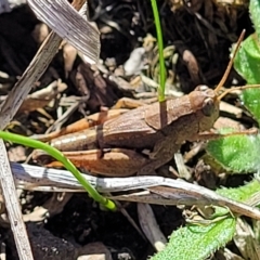 Phaulacridium vittatum at Mount Torrens, SA - 17 Apr 2023 09:49 AM