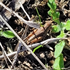 Phaulacridium vittatum at Mount Torrens, SA - 17 Apr 2023 09:49 AM