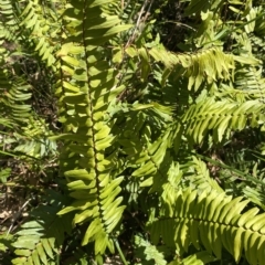 Pellaea falcata (Sickle Fern) at Cullendulla Creek Nature Reserve - 13 Jan 2023 by natureguy