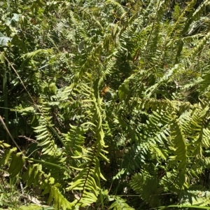 Pellaea falcata at Long Beach, NSW - suppressed