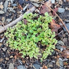 Polycarpon tetraphyllum (Four-leaf Allseed) at Birdwood, SA - 16 Apr 2023 by trevorpreston