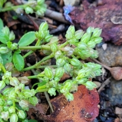 Polycarpon tetraphyllum at Birdwood, SA - 17 Apr 2023 08:42 AM