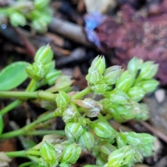 Polycarpon tetraphyllum at Birdwood, SA - 17 Apr 2023