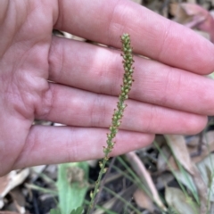 Plantago debilis (Shade Plantain) at Long Beach, NSW - 13 Jan 2023 by natureguy