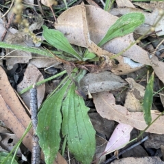 Plantago debilis at Long Beach, NSW - 13 Jan 2023