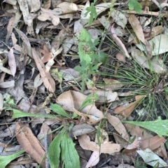 Plantago debilis at Long Beach, NSW - 13 Jan 2023