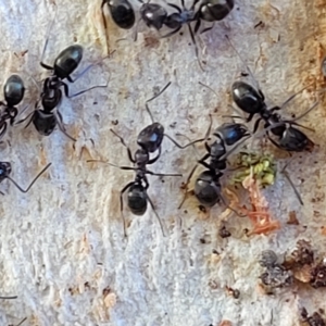 Formicidae (family) at Birdwood, SA - 17 Apr 2023 08:40 AM