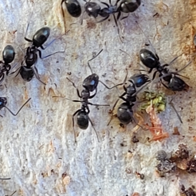 Formicidae (family) (Unidentified ant) at Birdwood, SA - 17 Apr 2023 by trevorpreston