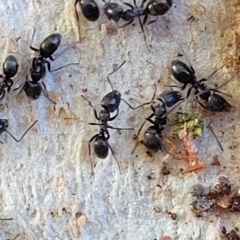 Unidentified Ant (Hymenoptera, Formicidae) at Birdwood, SA - 16 Apr 2023 by trevorpreston