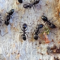 Formicidae (family) at Birdwood, SA - 17 Apr 2023 08:40 AM