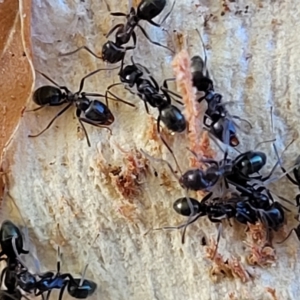 Formicidae (family) at Birdwood, SA - 17 Apr 2023 08:40 AM