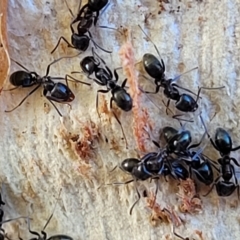 Formicidae (family) at Birdwood, SA - 17 Apr 2023 08:40 AM