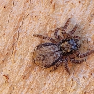 Servaea incana at Birdwood, SA - 17 Apr 2023 08:40 AM