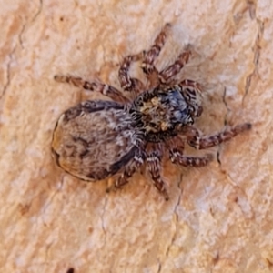 Servaea incana at Birdwood, SA - 17 Apr 2023 08:40 AM