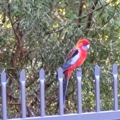 Platycercus elegans (Crimson Rosella) at Birdwood, SA - 16 Apr 2023 by trevorpreston