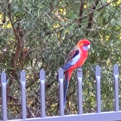 Platycercus elegans (Crimson Rosella) at Birdwood, SA - 16 Apr 2023 by trevorpreston