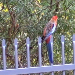 Platycercus elegans at Birdwood, SA - 17 Apr 2023 08:35 AM