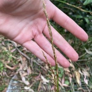 Lepidosperma laterale at Long Beach, NSW - 13 Jan 2023