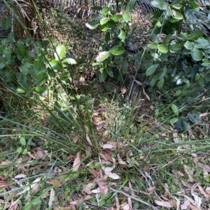 Lepidosperma laterale at Long Beach, NSW - 13 Jan 2023