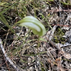Diplodium ampliatum (Large Autumn Greenhood) at Bruce, ACT - 17 Apr 2023 by Jenny54