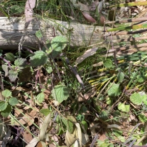 Plectranthus parviflorus at Long Beach, NSW - 13 Jan 2023