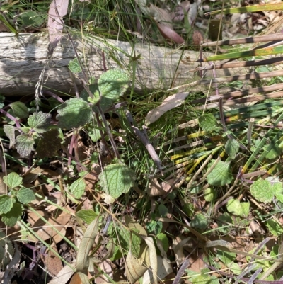 Plectranthus parviflorus (Cockspur Flower) at Cullendulla Creek Nature Reserve - 13 Jan 2023 by natureguy