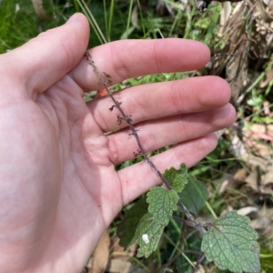 Coleus australis at Long Beach, NSW - 13 Jan 2023