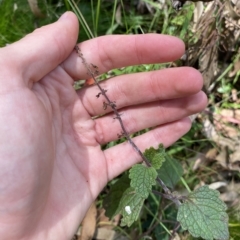 Plectranthus parviflorus at Long Beach, NSW - 13 Jan 2023