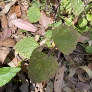 Coleus australis at Long Beach, NSW - 13 Jan 2023