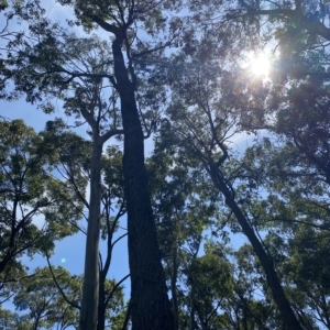 Eucalyptus pilularis at Long Beach, NSW - 13 Jan 2023