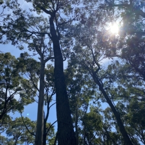 Eucalyptus pilularis at Long Beach, NSW - 13 Jan 2023 12:02 PM