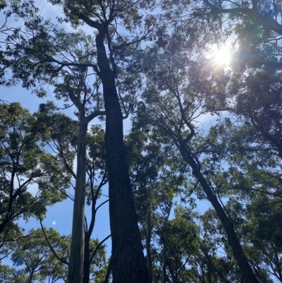Eucalyptus pilularis (Blackbutt) at Cullendulla Creek Nature Reserve - 13 Jan 2023 by natureguy