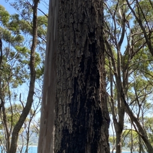 Eucalyptus pilularis at Long Beach, NSW - 13 Jan 2023 12:02 PM