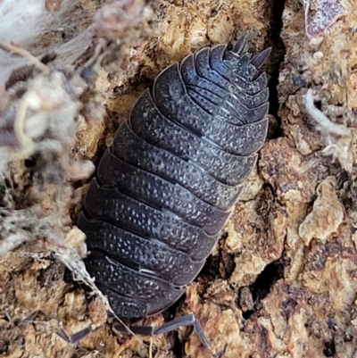 Porcellio scaber at Birdwood, SA - 17 Apr 2023 by trevorpreston