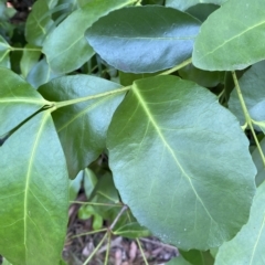 Elaeodendron australe var. australe (red olive plum) at Long Beach, NSW - 13 Jan 2023 by natureguy