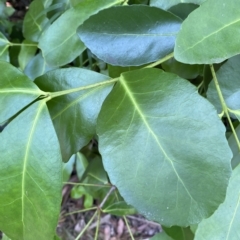 Elaeodendron australe (Red Olive Plum) at Long Beach, NSW - 13 Jan 2023 by natureguy