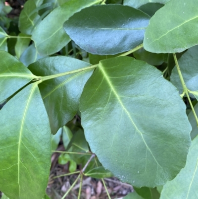 Elaeodendron australe (Red Olive Plum) at Cullendulla Creek Nature Reserve - 13 Jan 2023 by natureguy