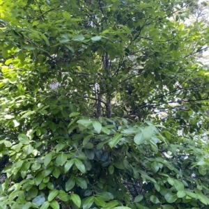 Elaeodendron australe at Long Beach, NSW - 13 Jan 2023