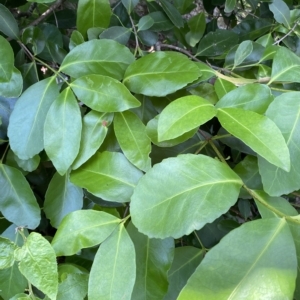 Elaeodendron australe at Long Beach, NSW - 13 Jan 2023