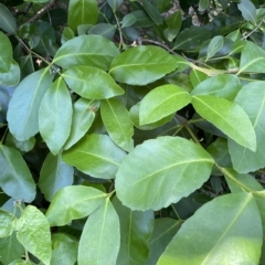 Elaeodendron australe at Long Beach, NSW - 13 Jan 2023