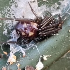 Steatoda capensis (South African cupboard spider) at Birdwood, SA - 17 Apr 2023 by trevorpreston