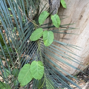 Leichhardtia rostrata at Long Beach, NSW - 13 Jan 2023