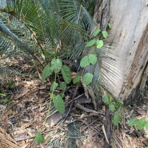 Leichhardtia rostrata at Long Beach, NSW - 13 Jan 2023