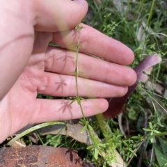 Galium leiocarpum (Maori Bedstraw) at Cullendulla Creek Nature Reserve - 13 Jan 2023 by natureguy