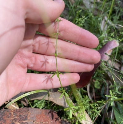 Galium leiocarpum (Maori Bedstraw) at Cullendulla Creek Nature Reserve - 13 Jan 2023 by natureguy