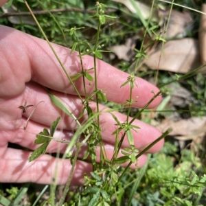 Galium leiocarpum at Long Beach, NSW - 13 Jan 2023